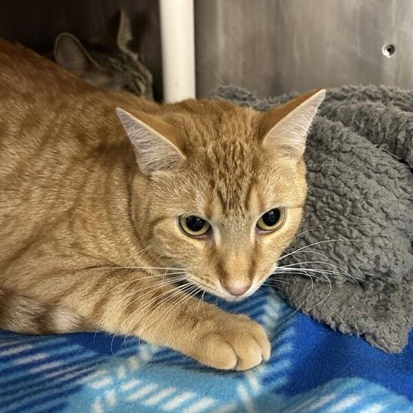 Hello my name is Cactus