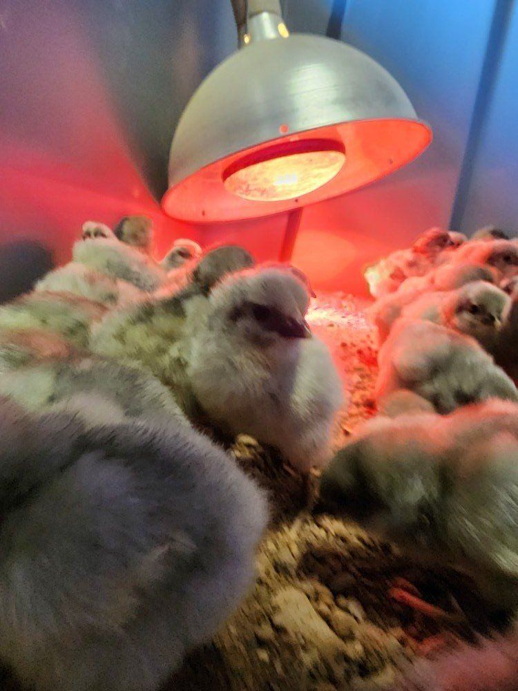 Chicks - Lavender Orpington