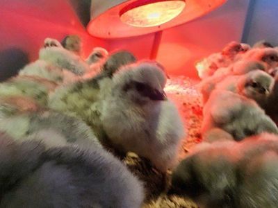 Chicks - Lavender Orpington