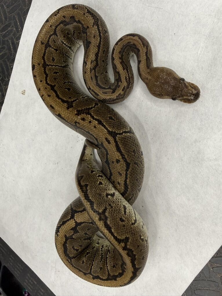 Black Head Pinstripe Het Hypo
