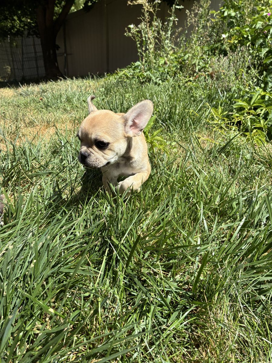 AKC Registered Frenchies for sale!!