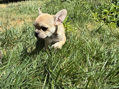 AKC Registered Frenchies for sale!!