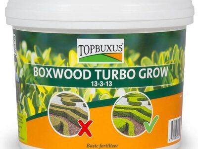 Boxwood Turbo Grow.