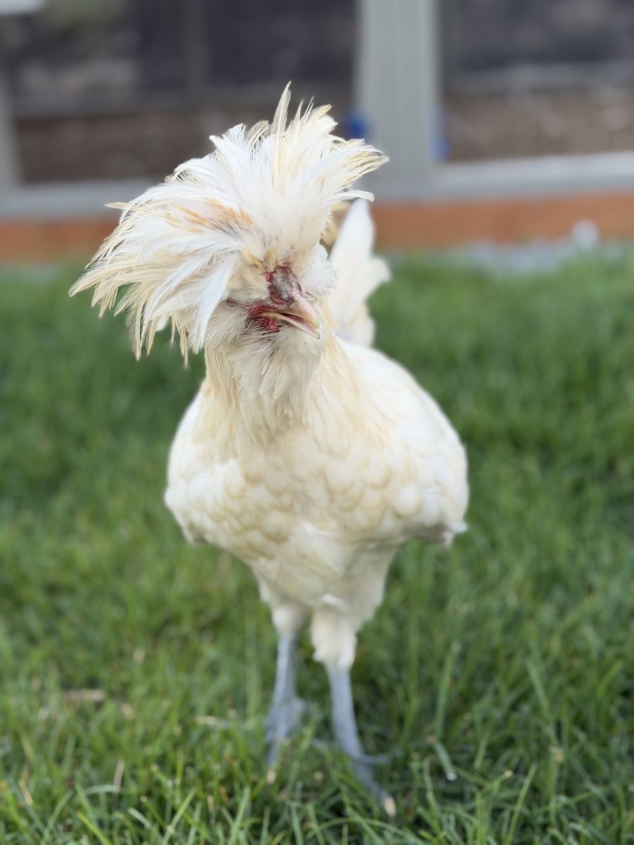 FREE - Crested Polish Rooster 