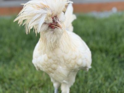 FREE - Crested Polish Rooster