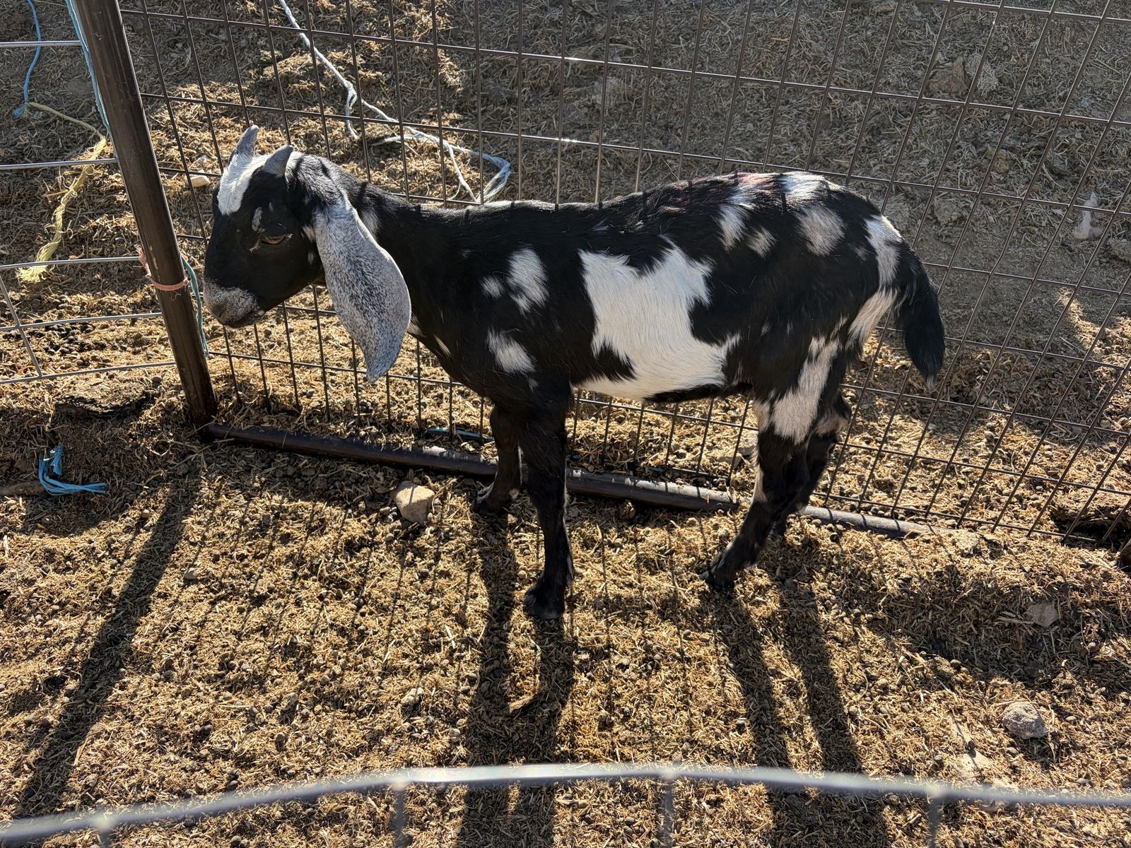 Spotted Goat for Sale - Livestock