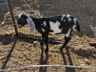 Spotted Goat for Sale - Livestock