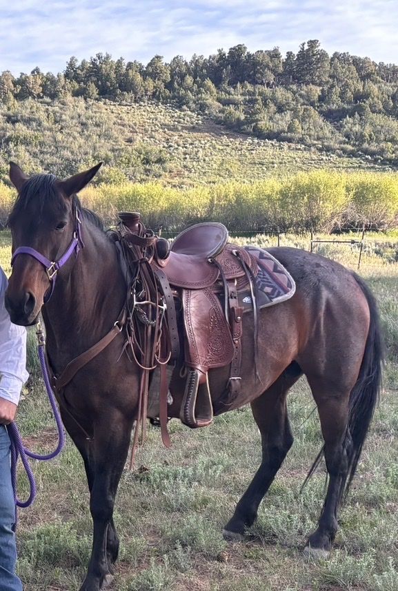 Bred 9 year Old AQHA Mare