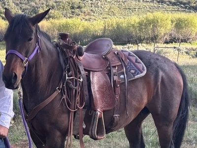 Bred 9 year Old AQHA Mare