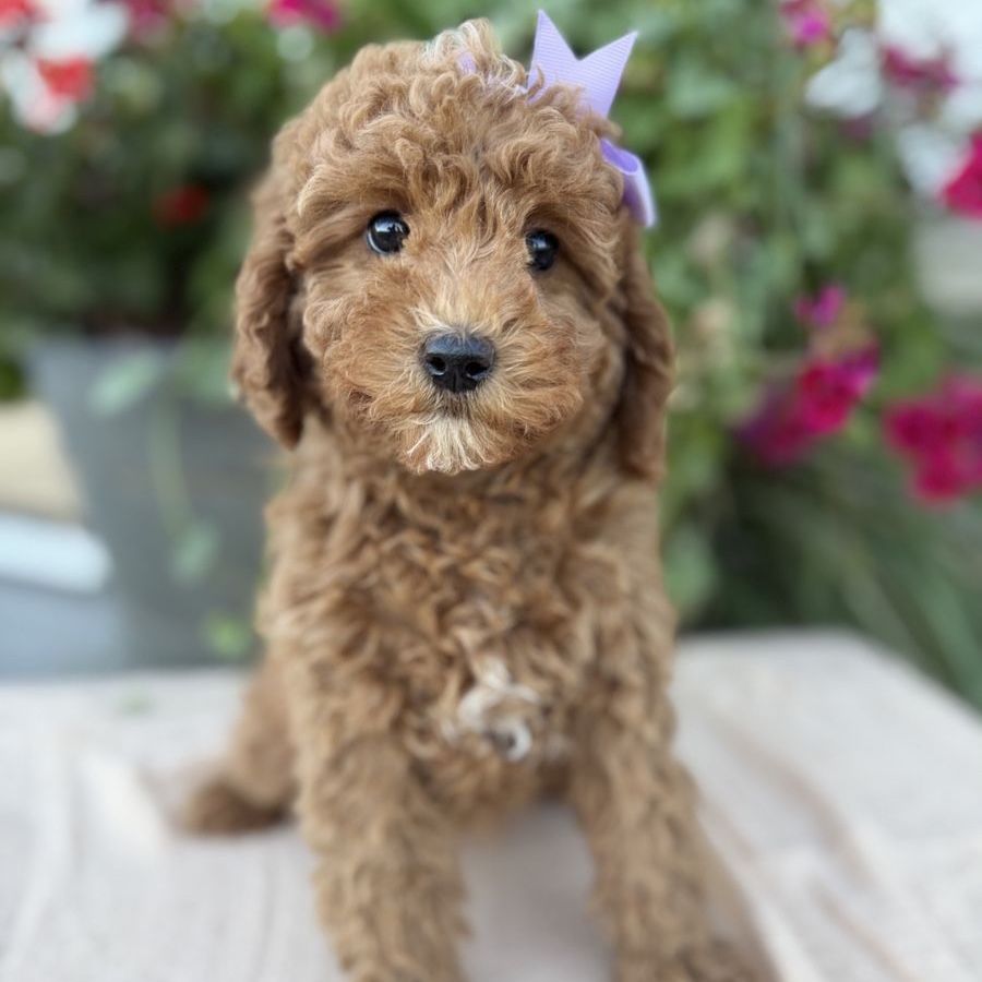 Teacup Goldendoodles