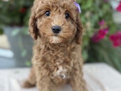 Teacup Goldendoodles