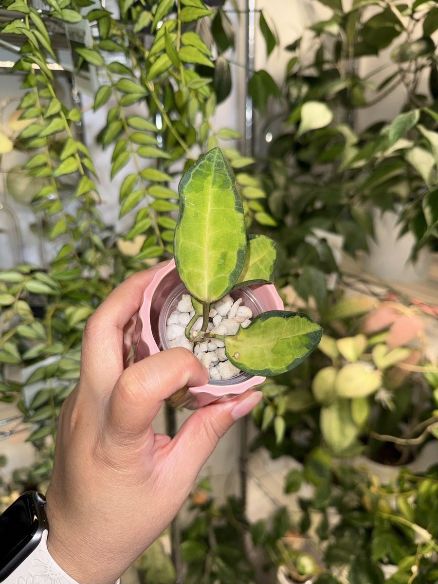 Hoya elliptica (inner variegated) - Plant