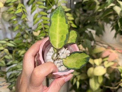 Hoya elliptica (inner variegated) - Plant