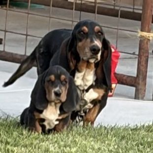 AKC Registered Basset Hound Puppies - Tri-color  and lemon- 7 Weeks Old, Shots & De-wormed