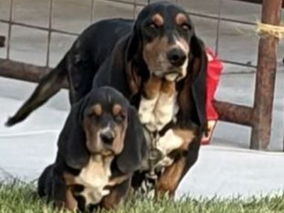 AKC Registered Basset Hound Puppies - Tri-color and lemon- 7 Weeks Old, Shots & De-wormed