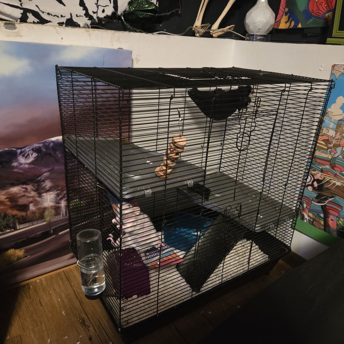 female hairless rat + cage/food mix/accessories