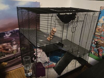 female hairless rat + cage/food mix/accessories