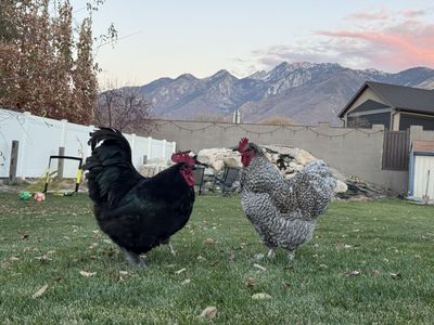 Free and willing to pay someone - Roosters