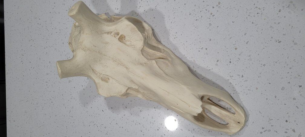 Replica Elk Skull