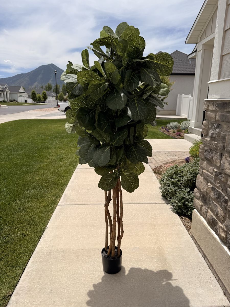 Fake fig tree