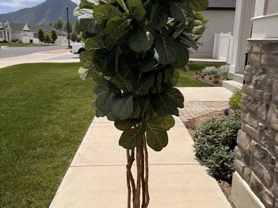 Fake fig tree