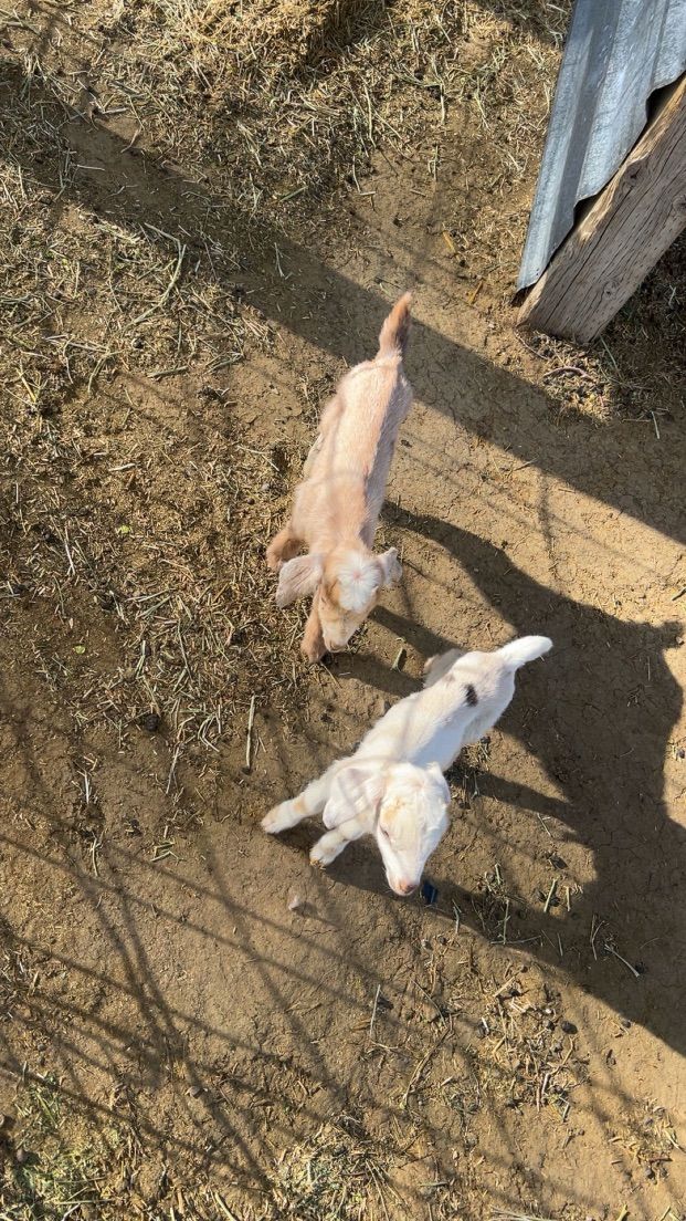 F1 Mini Nubian Bucklings