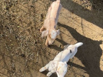 F1 Mini Nubian Bucklings