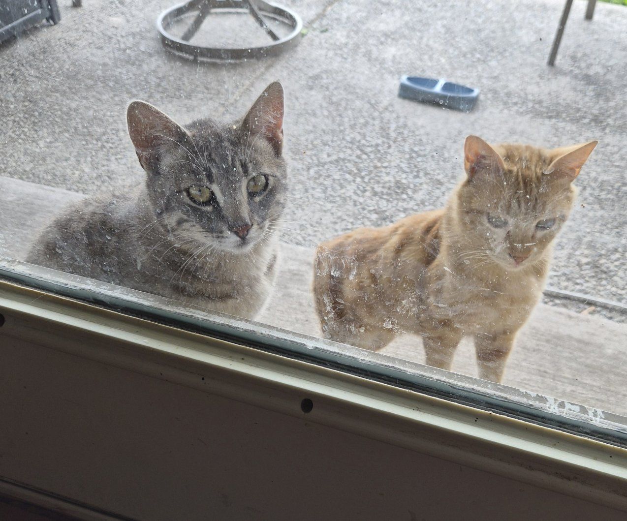 Free male cats