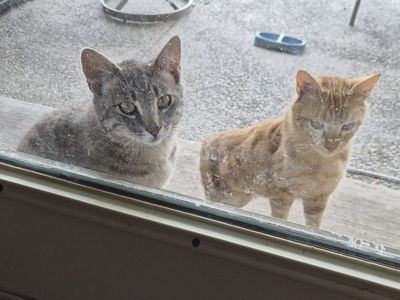 Free male cats