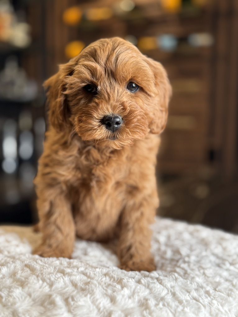 Gorgeous Mellow Trained Mini Goldendoodle puppy