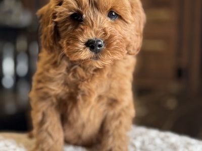 Gorgeous Mellow Trained Mini Goldendoodle puppy