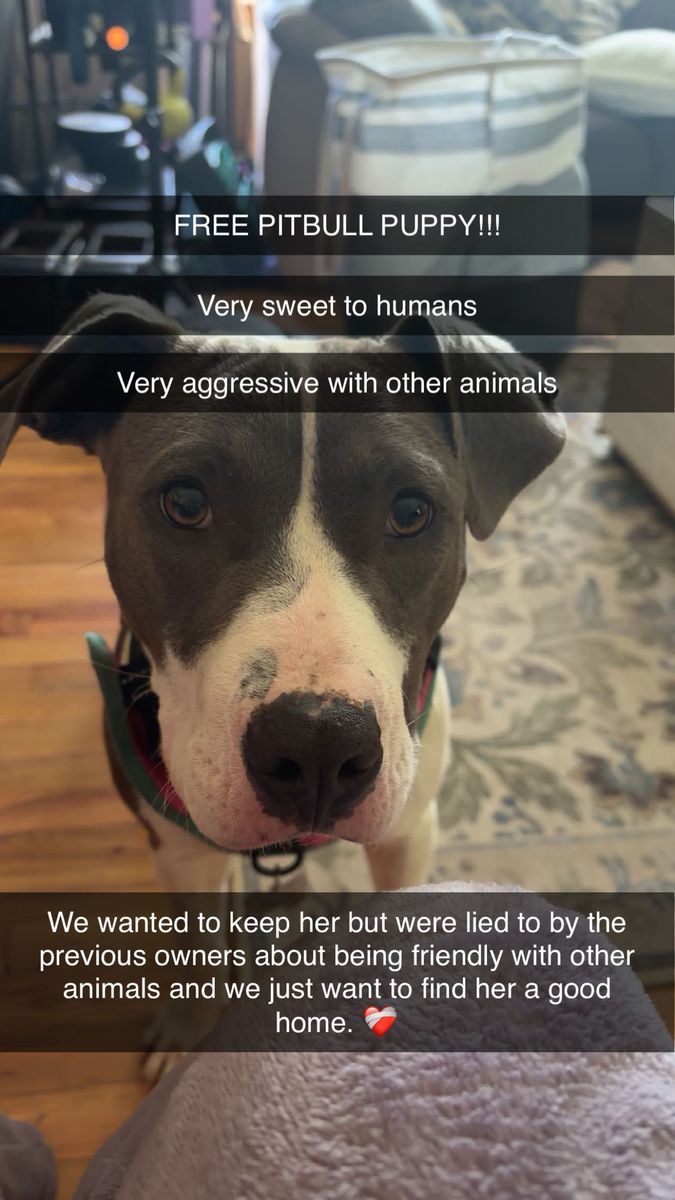 Free 9 month old pitbull!!