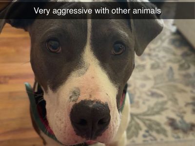 Free 9 month old pitbull!!