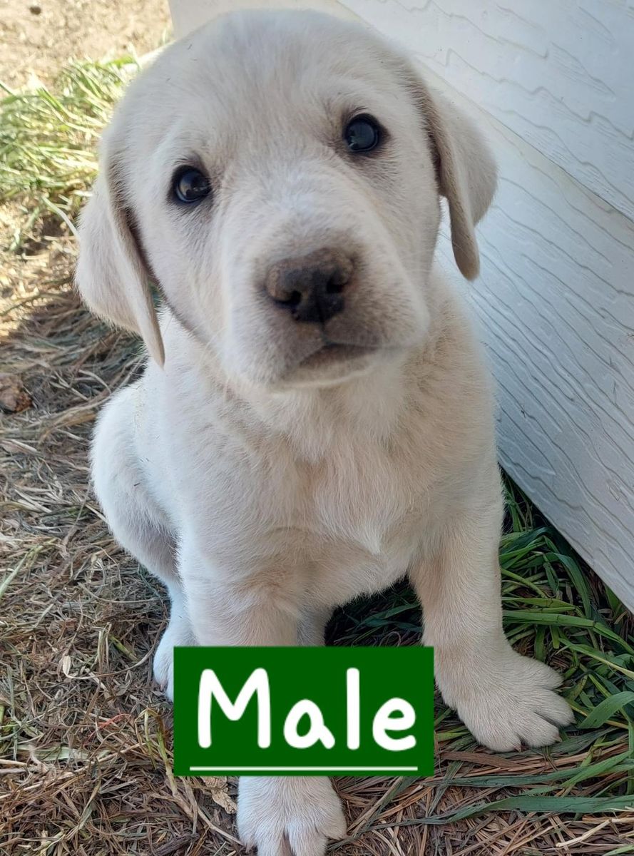 Great Paraneeze/Great Dane Mix