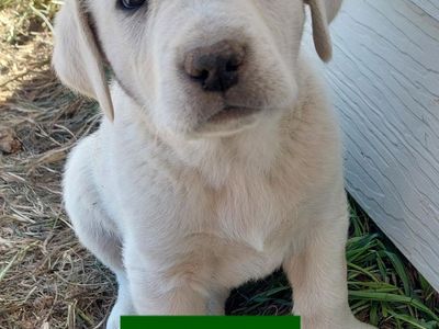 Great Paraneeze/Great Dane Mix