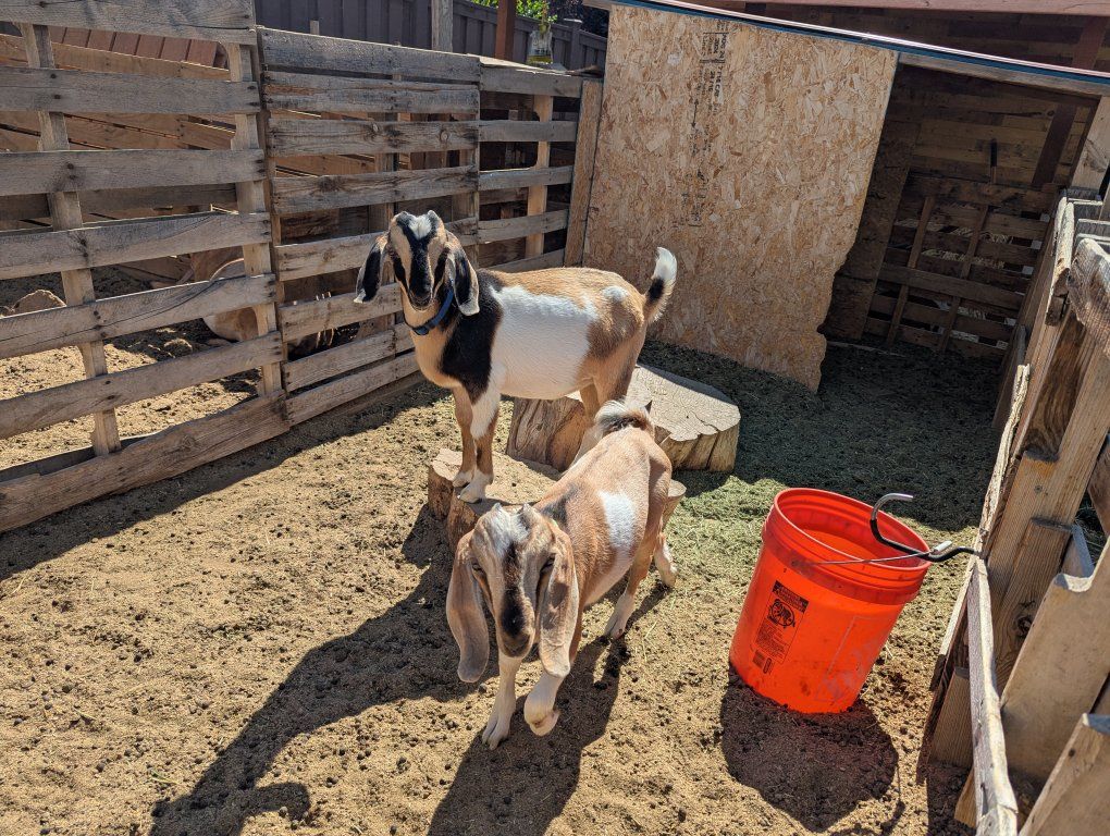 Purebred Mini Nubian Bucklings