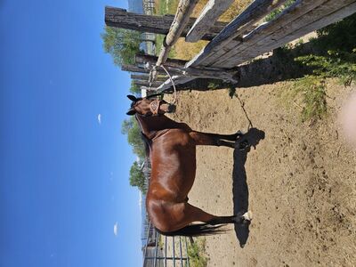Bay thoroughbred gelding