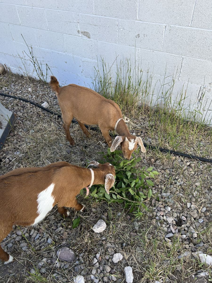 Boar goat kids