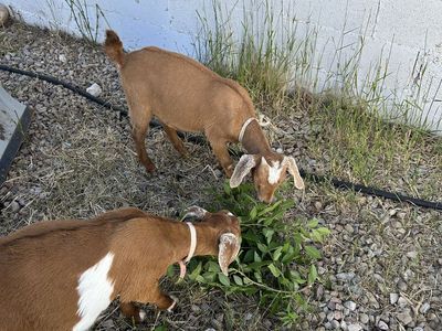 Boar goat kids