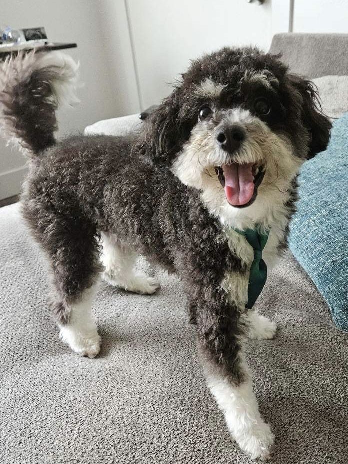 TINIEST Bernedoodle STUD!