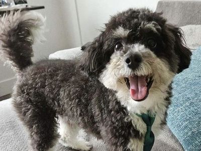 TINIEST Bernedoodle STUD!