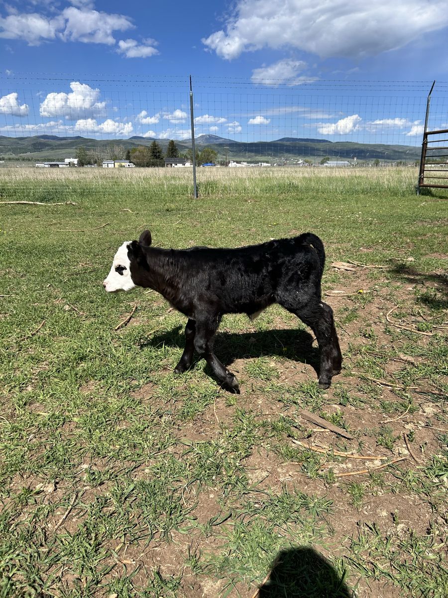 Bottle calf
