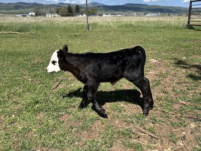 Bottle calf
