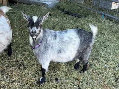 Polled Black and White ND Doe in Milk