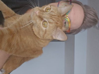 1 year old female cat