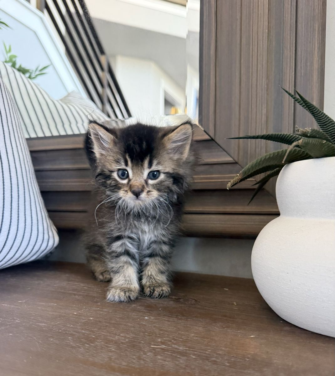 8 week super beautiful fluffy vaccinated kittens calico