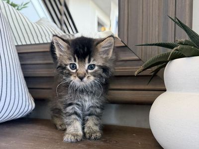 8 week super beautiful fluffy vaccinated kittens calico
