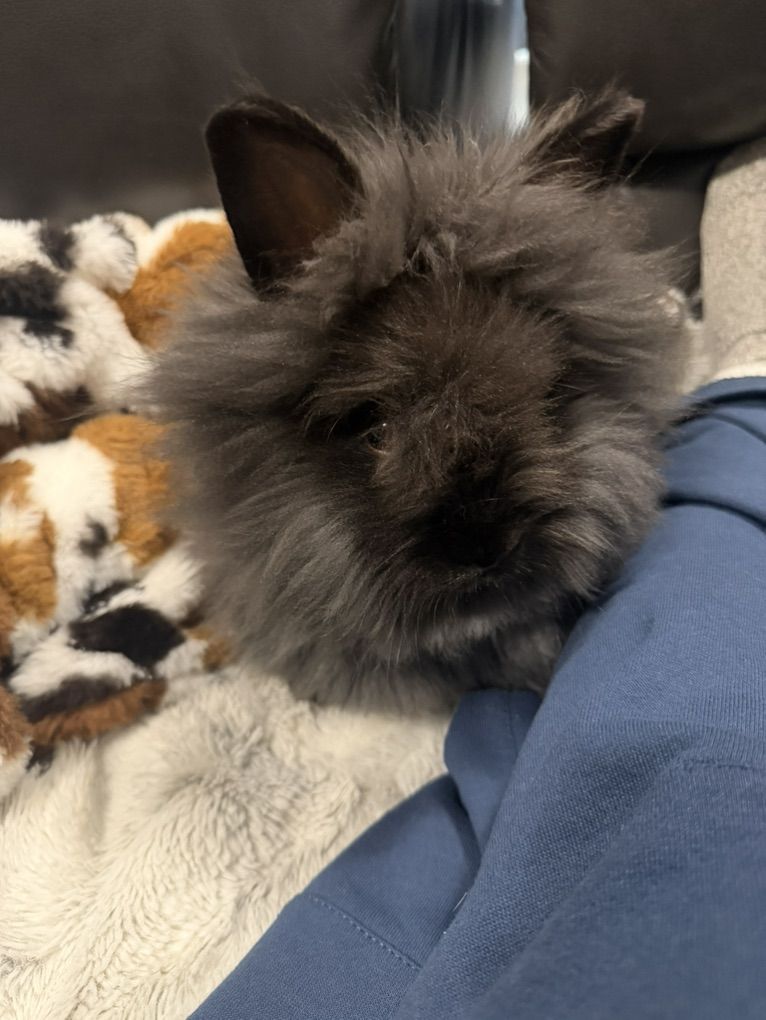 LionHead Bunny