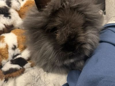 LionHead Bunny