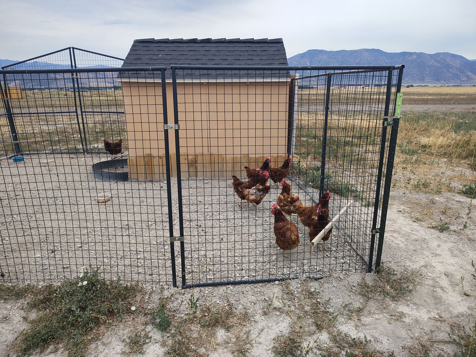 Chicken for sale